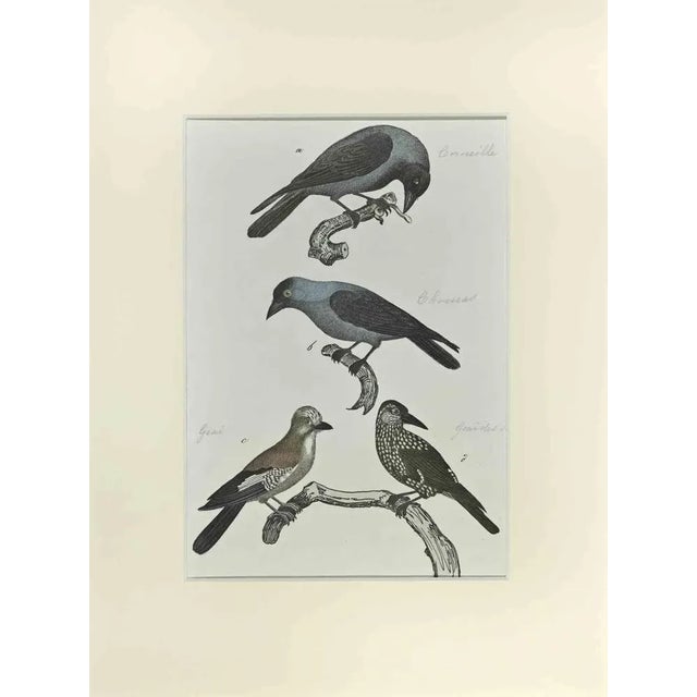 Johann Friedrich Naumann, Crow, Etching, 1840 For Sale - Image 3 of 3