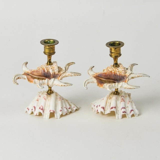 WOW! Incredibly unique vintage pair of brass and seashell candle holders featuring giant clam and spider conch shells...