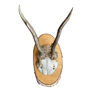 Roe Deer Trophy #732 For Sale