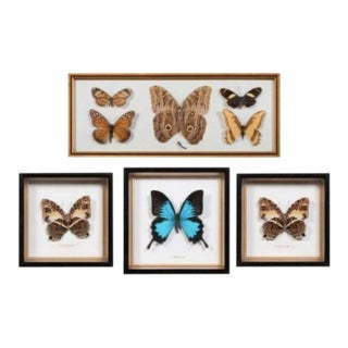 Vintage Taxidermy Butterflies, Custom Framed Set of Four For Sale