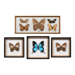 Vintage Taxidermy Butterflies, Custom Framed Set of Four