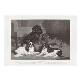 Cassell Dogs; Toy Spaniels, Unframed Artwork For Sale