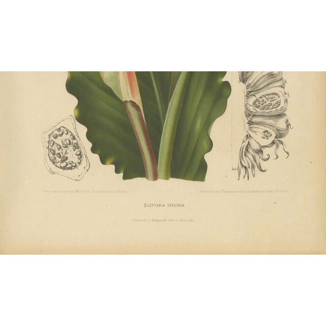 Hoola van Nooten, Torch Ginger, 1880, Chromolithograph For Sale - Image 6 of 9