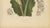 Hoola van Nooten, Torch Ginger, 1880, Chromolithograph For Sale - Image 6 of 9