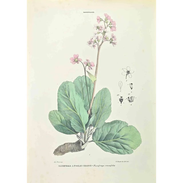 Vincenzo Tenore, Saxifrage, Lithograph, 1870s For Sale