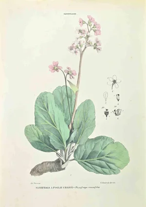 Vincenzo Tenore, Saxifrage, Lithograph, 1870s