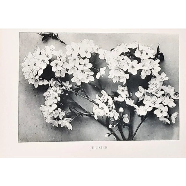 Gray 1904 Set of 2-Antique French Photographic Botanicals- Apples, Cherries, With Documentation For Sale - Image 8 of 10