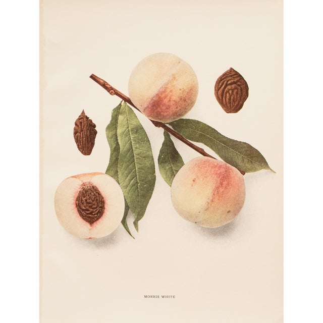 1900s U. P. Hedrick, Original Antique Photogravure of Morris White Peaches For Sale