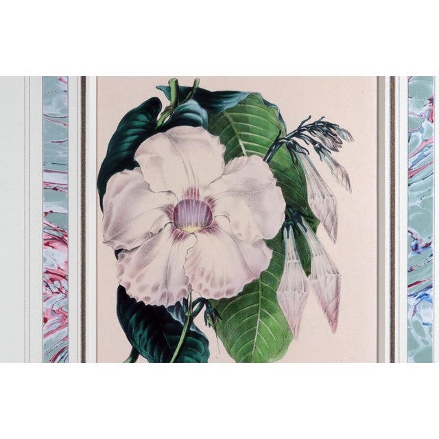 Mid 19th Century Antique Botanical Prints by Sir Joseph Paxton From the Magazine of Botany For Sale - Image 5 of 16
