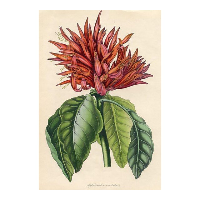 1840, Red Aphelandra Botanical Print From Joseph Paxton, Original Antique Botanical Print, Lithograph, Hand-Colored, England For Sale