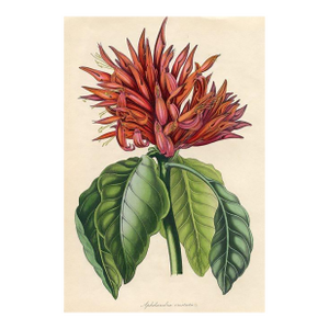 1840, Red Aphelandra Botanical Print From Joseph Paxton, Original Antique Botanical Print, Lithograph, Hand-Colored, England
