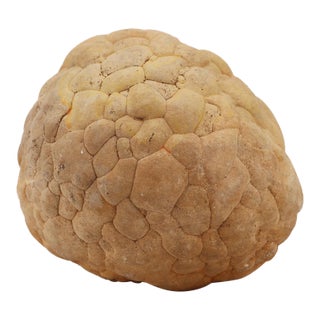 Cerebroid Silex, Middle Jurassic, Iberian Peninsula For Sale