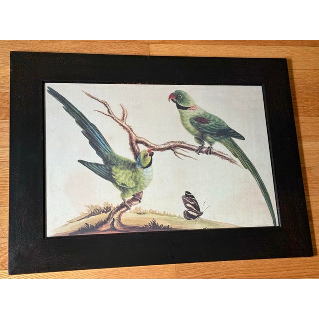 Beautiful Naturalist style print of a watercolor by Sarah Stone (1759-1844) of a parrot pair in a branch with a butterfly....