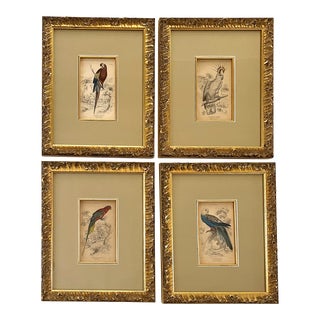 19th Century Bird Engravings - Set of Four For Sale