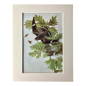 Vintage John James Audubon Matted Print, 1966: Common Nighthawk