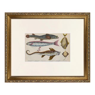 19th Century Antique English Hand Colored Fish Engraving For Sale