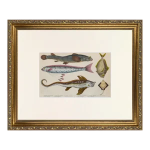 19th Century Antique English Hand Colored Fish Engraving