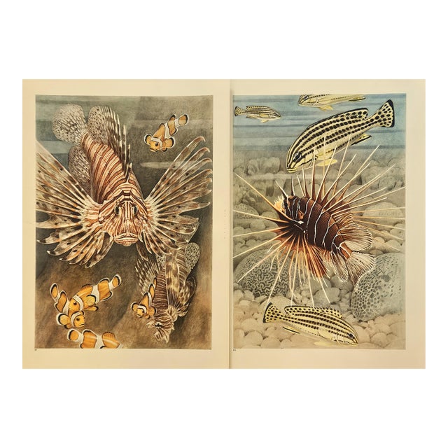 1945 Set of 2 Sea/Ocean Life Vintage Prints For Sale