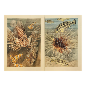 1945 Set of 2 Sea/Ocean Life Vintage Prints