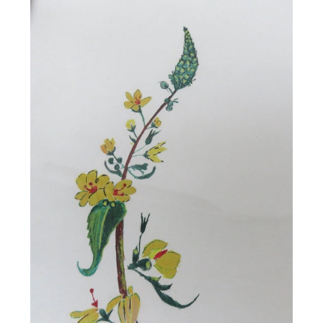 Flowers Watercolor by W. Kratz, 1950s, Set of 4 For Sale - Image 17 of 18