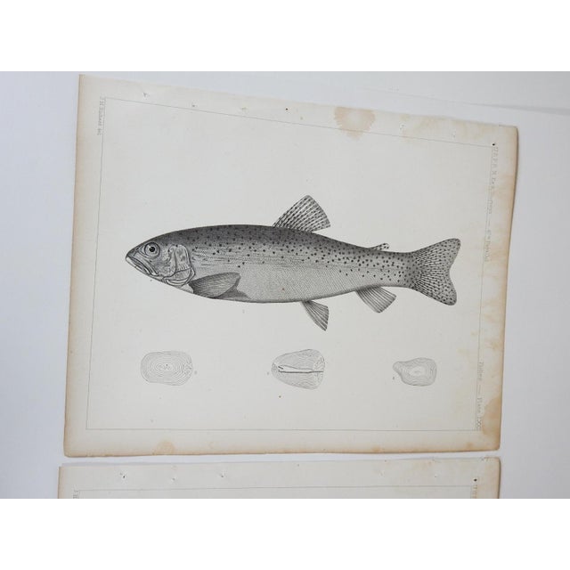 Set of 3 antique mid 19th century lithograph on paper of fish book plate. Published by the US Pacific Railroad Exploration...