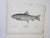 Set of 3 antique mid 19th century lithograph on paper of fish book plate. Published by the US Pacific Railroad Exploration...