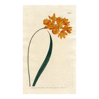1805, Corn Lily Botanical Print From Curtis, Original Antique Botanical Print, Engraving, England For Sale