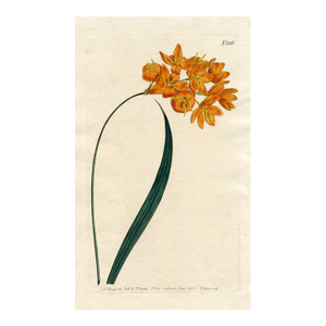 1805, Corn Lily Botanical Print From Curtis, Original Antique Botanical Print, Engraving, England