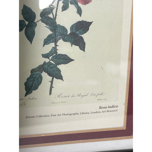 Beautiful P. F. Redoute Chromolithograph of Rosa Indica in wide black frame.