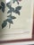 Beautiful P. F. Redoute Chromolithograph of Rosa Indica in wide black frame.