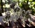 SCS Annual Edition 2009 Gorillas Family from Swarovski, Set of 3 For Sale - Image 11 of 18