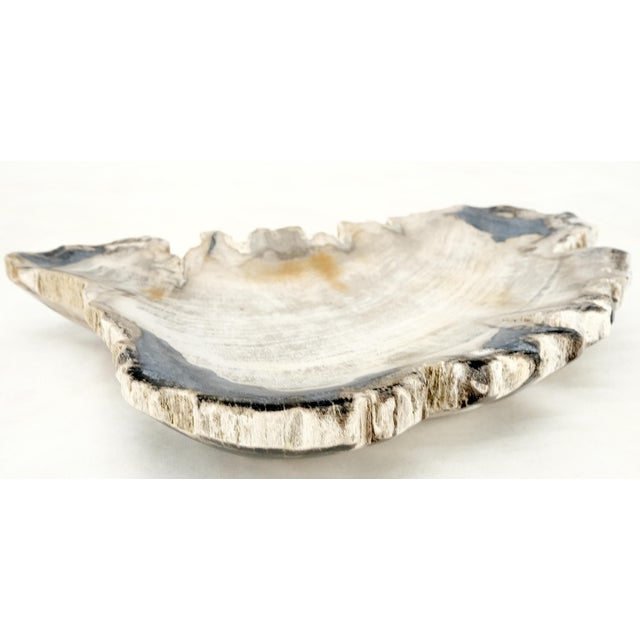 Petrified Wood Antarctica Shape Solid Black & Tanl Bowl Dish Large Plate Ashtray For Sale - Image 6 of 13