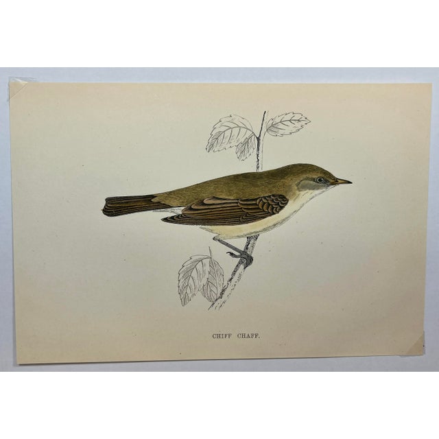 Antique Hand Colored Bird Print From England Featuring a Chief Chaff - Circa 1888. Print measures 7 1/8” W x 4 7/8” T...