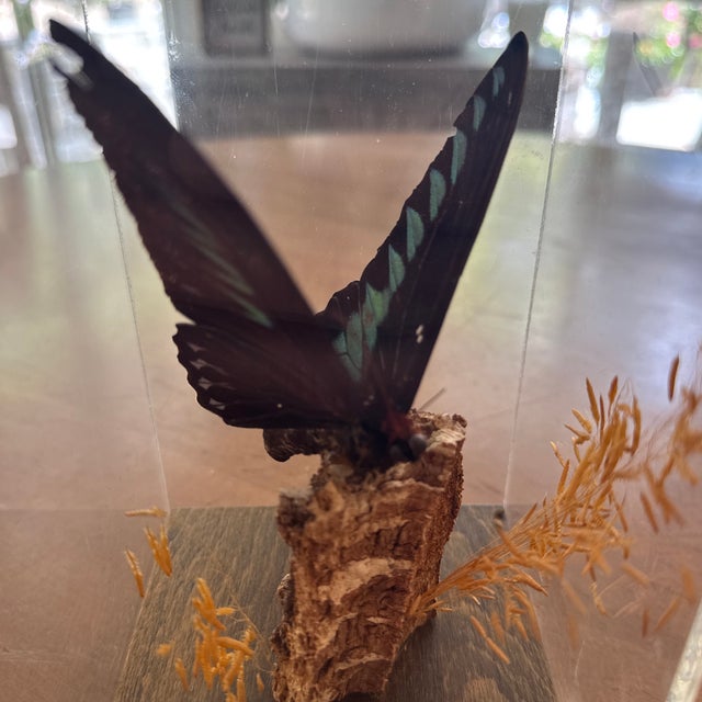 1970s Birdwing Butterfly in a Display Case on Wood. Triedes Brookiana. For Sale - Image 5 of 7