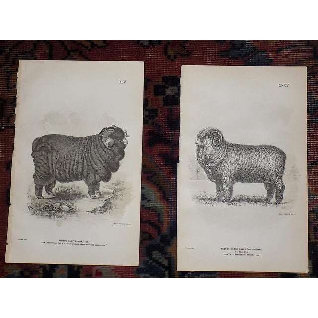 Authentic Antique 19th Century Sheep Stone Lithographs - Set of 12 For Sale In Cincinnati - Image 6 of 9