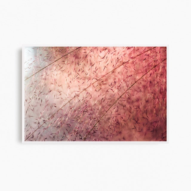 'In the Pink' Set of Botanical Photographs, Series of Four 45 X 30" Fine Art Photography Prints For Sale - Image 9 of 15