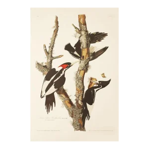 1990s Ivory-Billed Woodpecker After Audubon, Large American Classical or Cottage Print