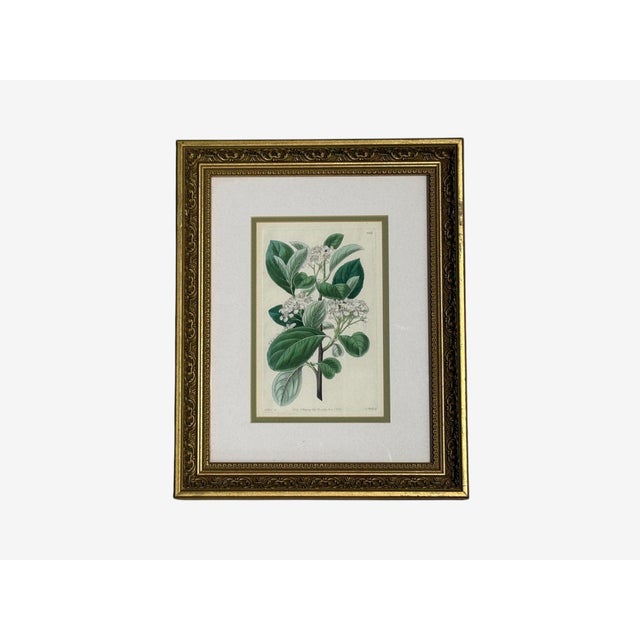 Traditional Traditional Wall Decor, Framed Floral Botanicals, Giltwood Frame, 19th C. For Sale - Image 3 of 14