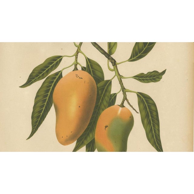 Hoola van Nooten, Mango Botanical, 1880, Chromolithograph For Sale - Image 4 of 9
