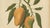 Hoola van Nooten, Mango Botanical, 1880, Chromolithograph For Sale - Image 4 of 9