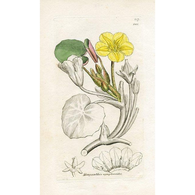 Original hand-colored botanical print from an early edition of “English Botany”, the monumental work by James Sowerby that...