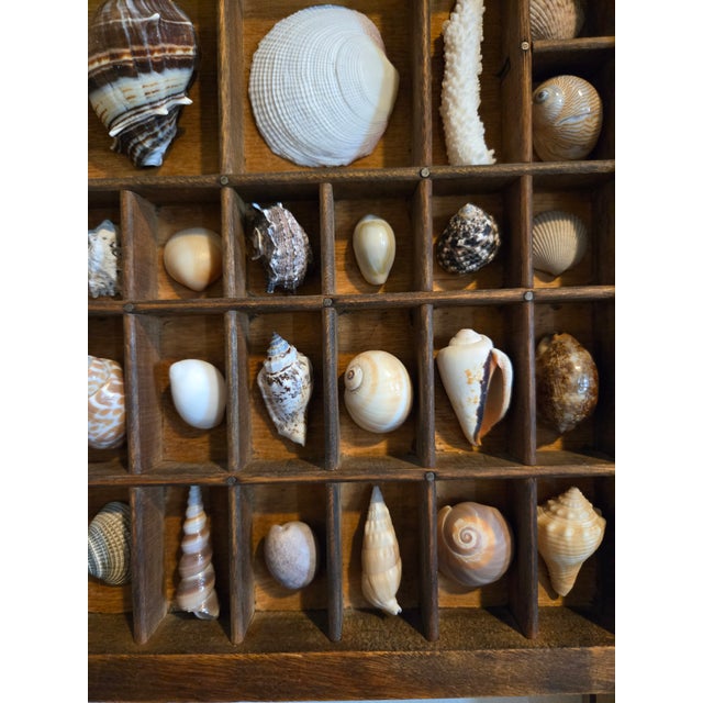 Antique Hamilton Letterpress Printer Tray Drawer With Natural Specimen Shells For Sale - Image 9 of 18