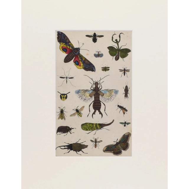 19th Century, hand colored entomological engraving with insects including moth and praying mantis published by A....