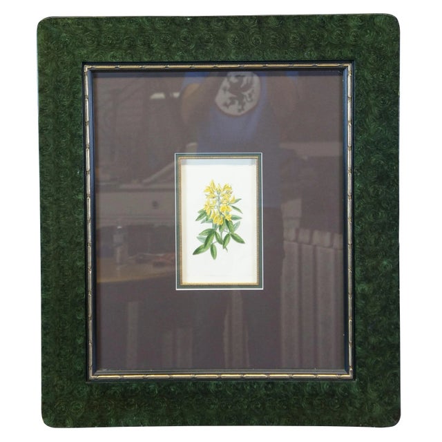 Botanical Coloured Lithographs from Botanical Register ( 170 Piccadilly, London, J. Ridgway, 1822 & 1836) Framed in Green...