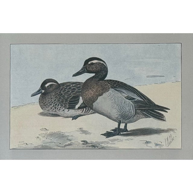 1930s Pair of Framed Antique Chromolithograph Duck Prints For Sale - Image 6 of 9