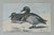 1930s Pair of Framed Antique Chromolithograph Duck Prints For Sale - Image 6 of 9
