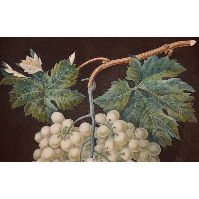 White Hamburgh Grape: A Framed 19th C. Color Engraving by George Brookshaw , 1812 For Sale In San Francisco - Image 6 of 8