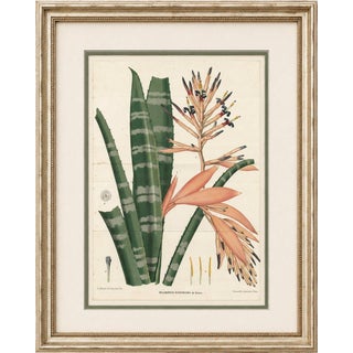 Rohans Billbergia De Vriese, Botanical Lithograph, 1856, Lithograph For Sale
