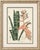 Rohans Billbergia De Vriese, Botanical Lithograph, 1856, Lithograph For Sale