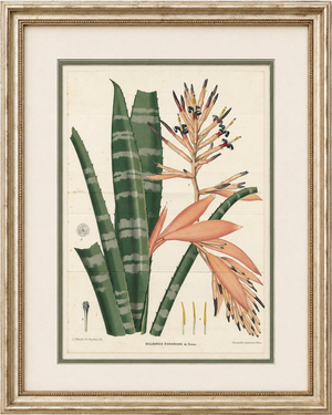 Rohans Billbergia De Vriese, Botanical Lithograph, 1856, Lithograph